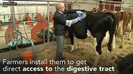 This cow has a hole in its side in case farmers need to stick their ha