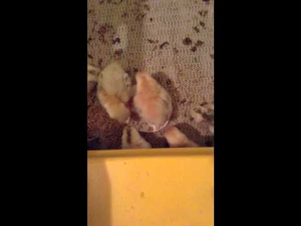 Baby Chicks