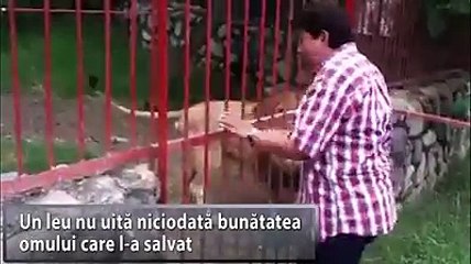 Lecție despre iubire și recunoștință. Un leu nu uita niciodată bunătat