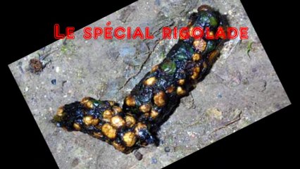 TOP 5 DES PLUS BEAUX CACAS !