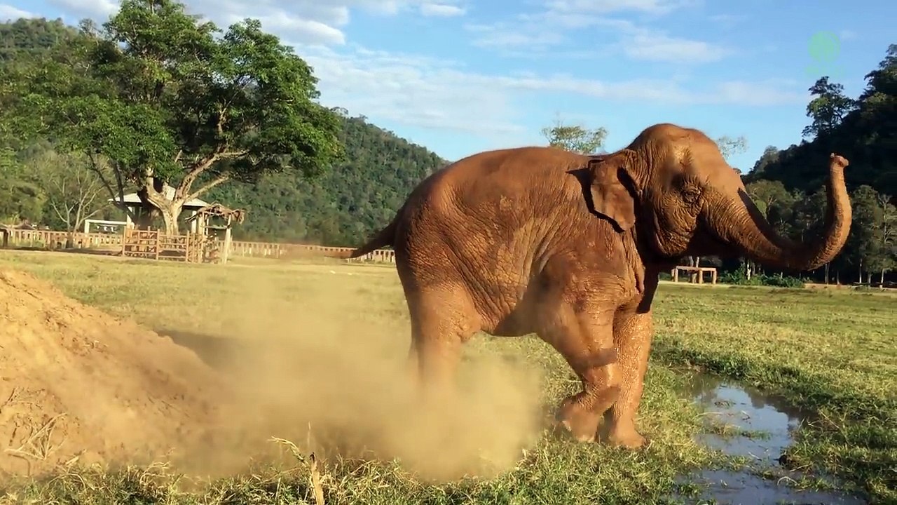 Cet éléphant lâche un énorme pet sur la tête d'un autre pour se venger