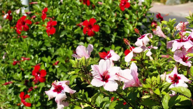 CÂY THUỐC NAM: DÂM BỤT, TÁC DỤNG CHỮA BỆNH TUYỆT VỜI TỪ HOA DÂM BỤT