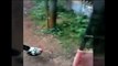 a dog chased and scared of the rooster