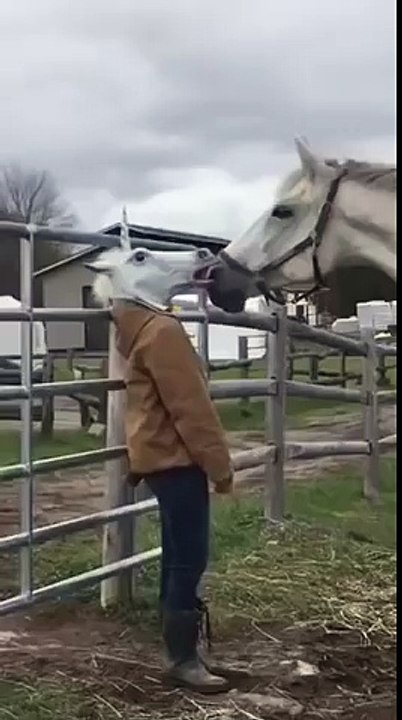 Un cheval rencontre une tête de licorne