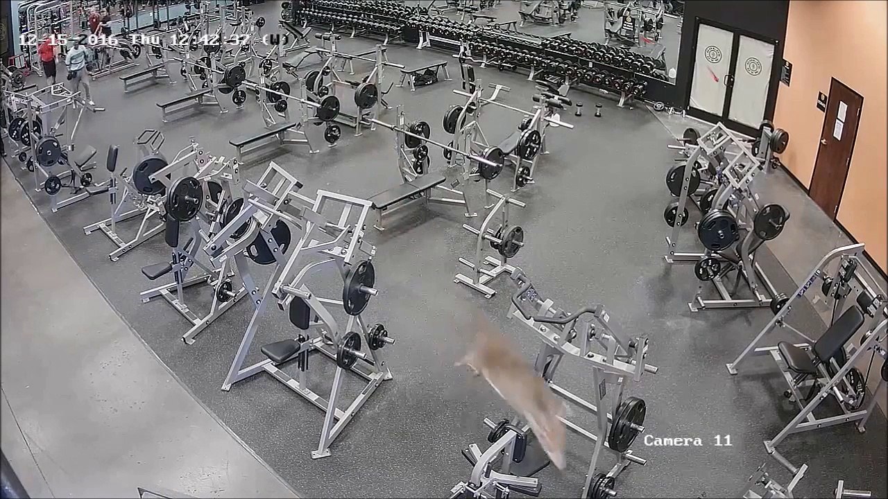Cette biche s'incruste dans une salle de sport et slalom entre les appareils.