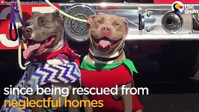 These rescued pit bulls can t stop kissing each other