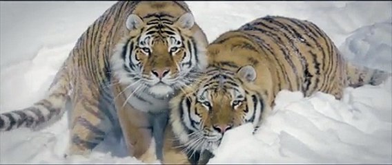 Il filme trois tigres s’amusant dans la neige avec son drone