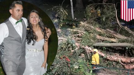 Wedding disaster: Woman dies after giant tree falls on bridal party