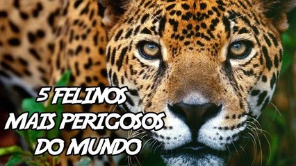 5 Felinos mais Perigosos do Mundo