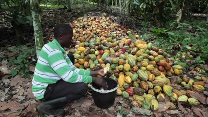 هذا الصباح-زراعة الكاكاو وإنتاجه في أفريقيا