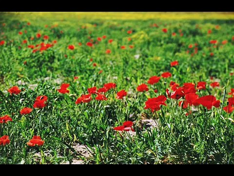 Kино - Звезда по имени Солнце