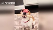 Disciplined dog holds bratwurst in his mouth and balances salami on his nose