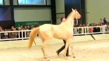 Akhalteke perlino stallion Anzhi-Khan 2014 y.b.