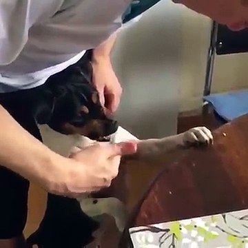 Dopo ogni Pasto..si devono lavare i Denti