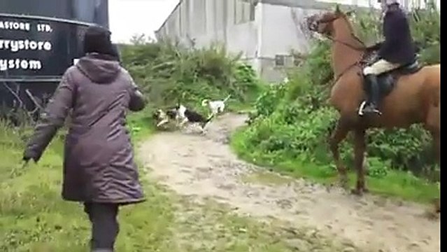 Durante una battuta di CACCIA, i cani circondano una VOLPE...ma all'improvviso ECCO cosa succede!