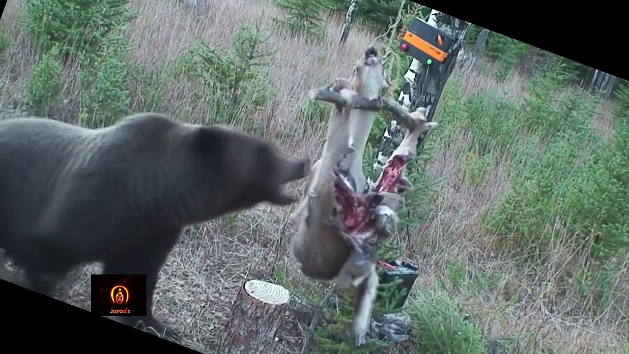 Crazy Chimp And Grizzly Bear Get Shocked by Electric DANGERS