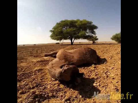 le désert de thar, Inde