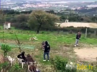 votre chien peut voler