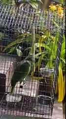 Un perroquet qui chante à merveille !