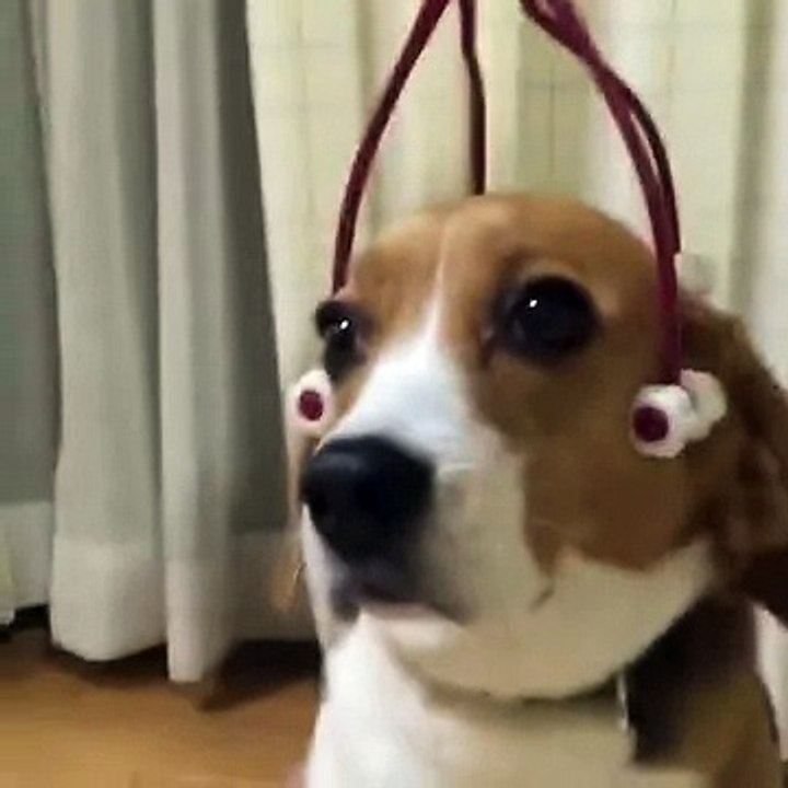 Un massage magique pour chien !