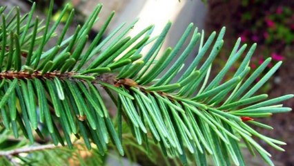 Tugalandia - 10 Coisas Encontradas Dentro Do Corpo Humano