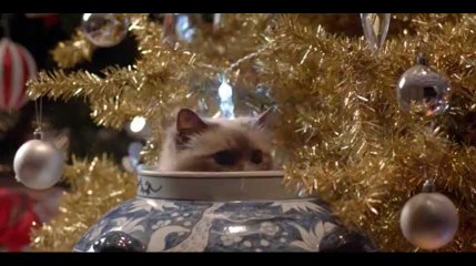 Des sapins, des décorations de Noël... et des chats ! Gare aux dégâts !