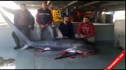 Dev köpek balığı görenleri şaşkına çevirdi