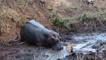Un hippopotame sauve une antilope avant de finir par la tuer