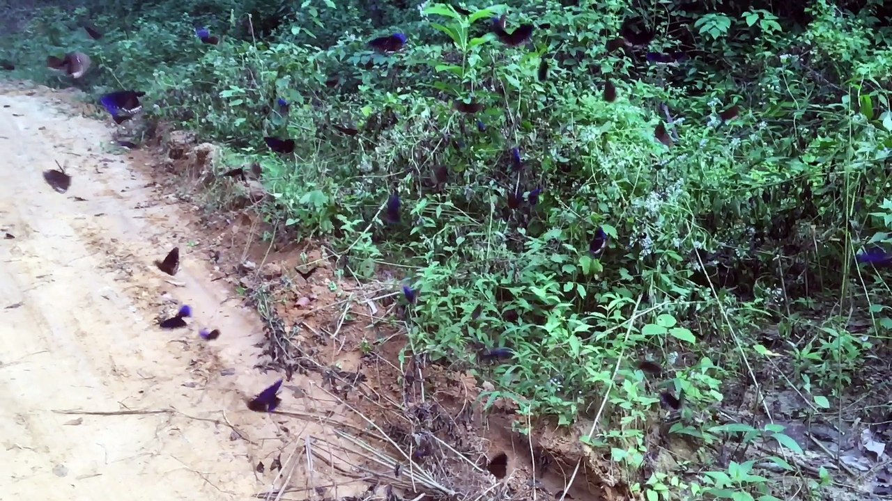 Schmetterlings-Invasion / Butterfly Invasion