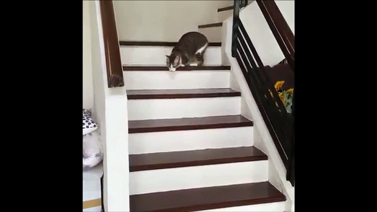 Amputé de deux pattes, ce chat a malgré tout appris à marcher, courir et sauter