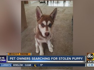 Pet owners searching for possible stolen puppy near 35th and Southern avenues