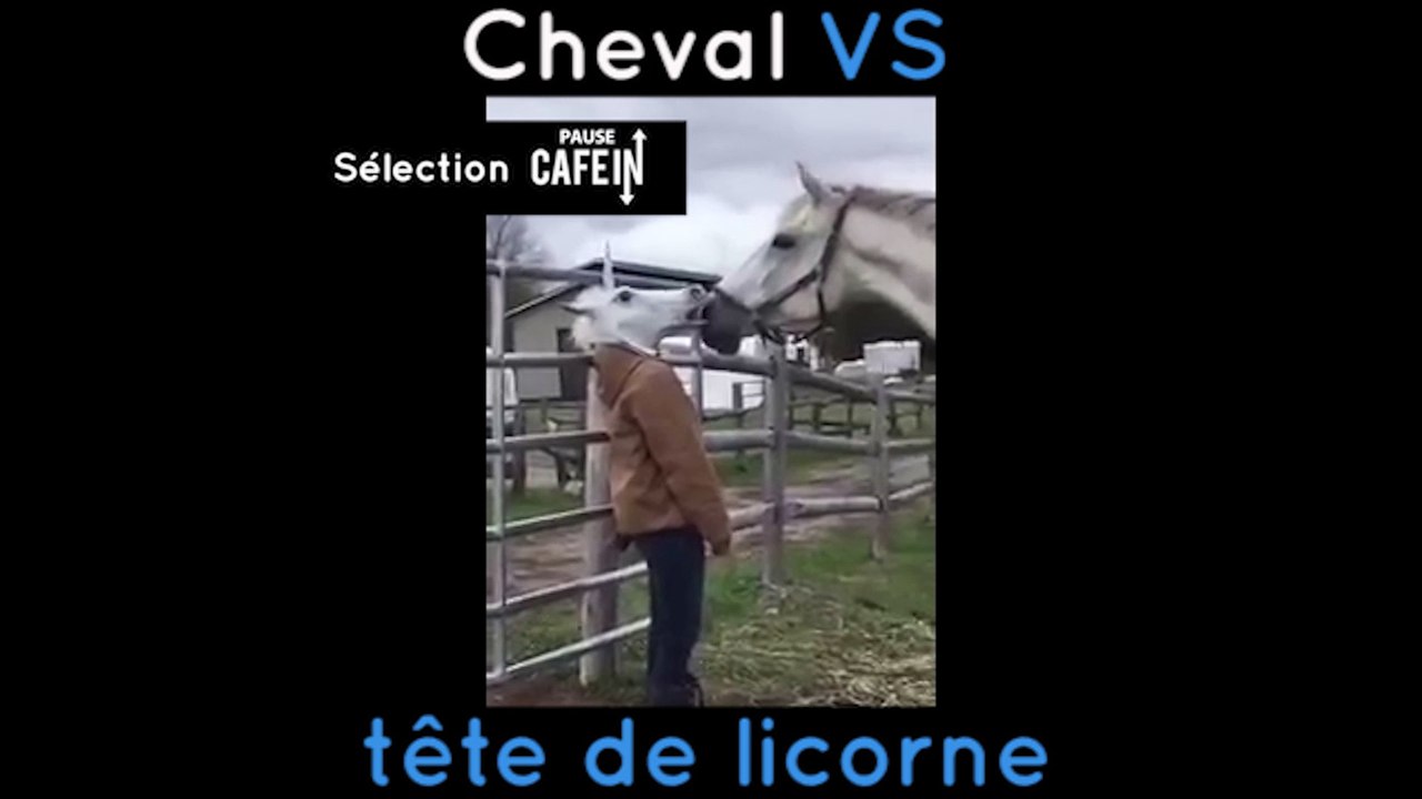 Lorsque un cheval se retrouve face à une tête de licorne...