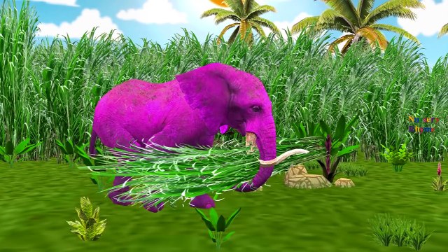 Colors Lion Attacks On Tiger Elephant Panther | Wild Animals Finger Family Children Nursery Rhymes