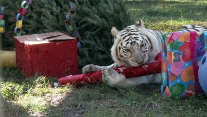 Holiday Gifts For The Big Cats