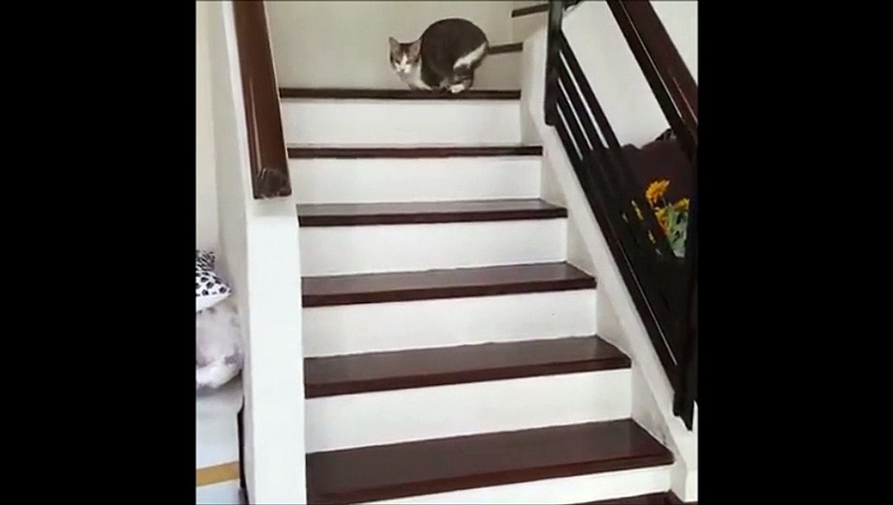 Ce chat n'a plus que 2 pattes mais ça n'a pas l'air de le gêner plus que ça...