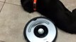 Cet aspirateur Roomba s'attaque à ce chien paresseux