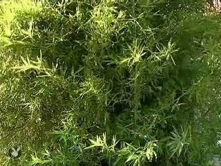 Fausse caméra cachée (complètement taré!!)