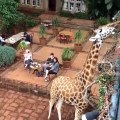 من فندق Giraffe Manorf بكينيا من اشهر الفنادق بالعالم حيث يستمتع السياح بمرافقة الزرافات طوال اليوم
