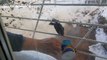 Sparrows rescued after getting stuck to frozen window bars in Russia