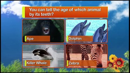 Animal Atlas, Teeth Tales