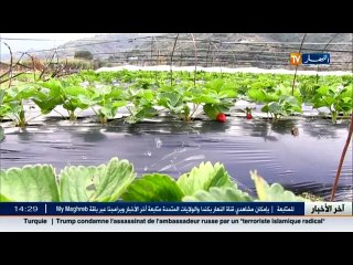 الاخبار المحلية لمساء يوم الثلاثاء 20ديسمبر 2016