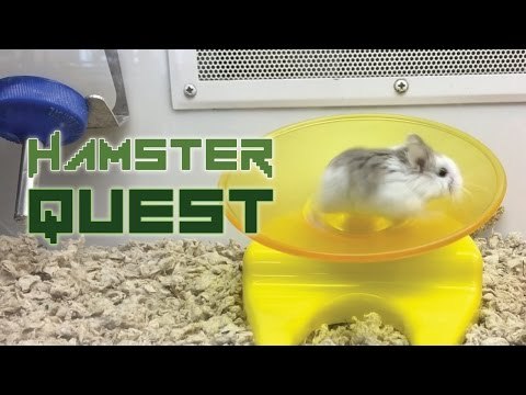 Hamster Just Can't Get Enough of This Running Wheel