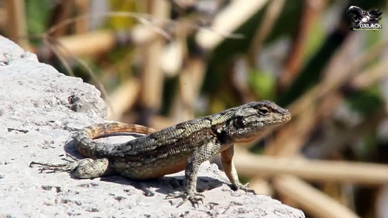 Animales con Poderes Sobrenaturales @OxlackCastro
