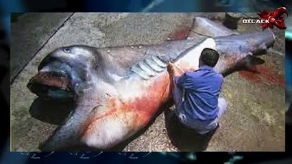 CALAMAR GIGANTE ENCONTRADO EN CALIFORNIA @OxlackCastro