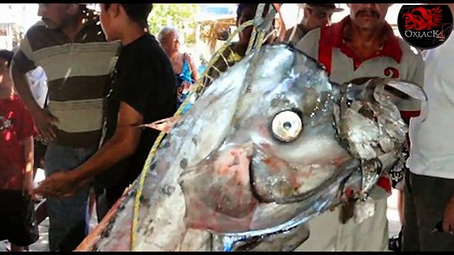 Criptidos animales extraños Criptozoologia tomo II @OxlackCastro