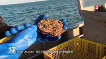 Saint-Malo : ils pêchent la coquille Saint-Jacques en douceur en plongeant