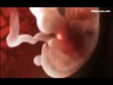 مراحل خلق الجنين