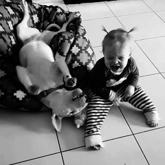 Baby and Bull Terrier share incredibly precious moment