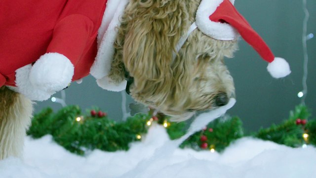 ΤΑ 6 ΚΑΛΥΤΕΡΑ ΡΟΥΧΑ ΠΟΥ ΦΟΡΕΣΑΝ ΤΑ ΣΚΥΛΑΚΙΑ ΤΟ 2016