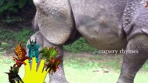 Finger Family Song || REAL RHYNOCEROUS FOR KIDS version || Nursery Rhymes and Baby Songs